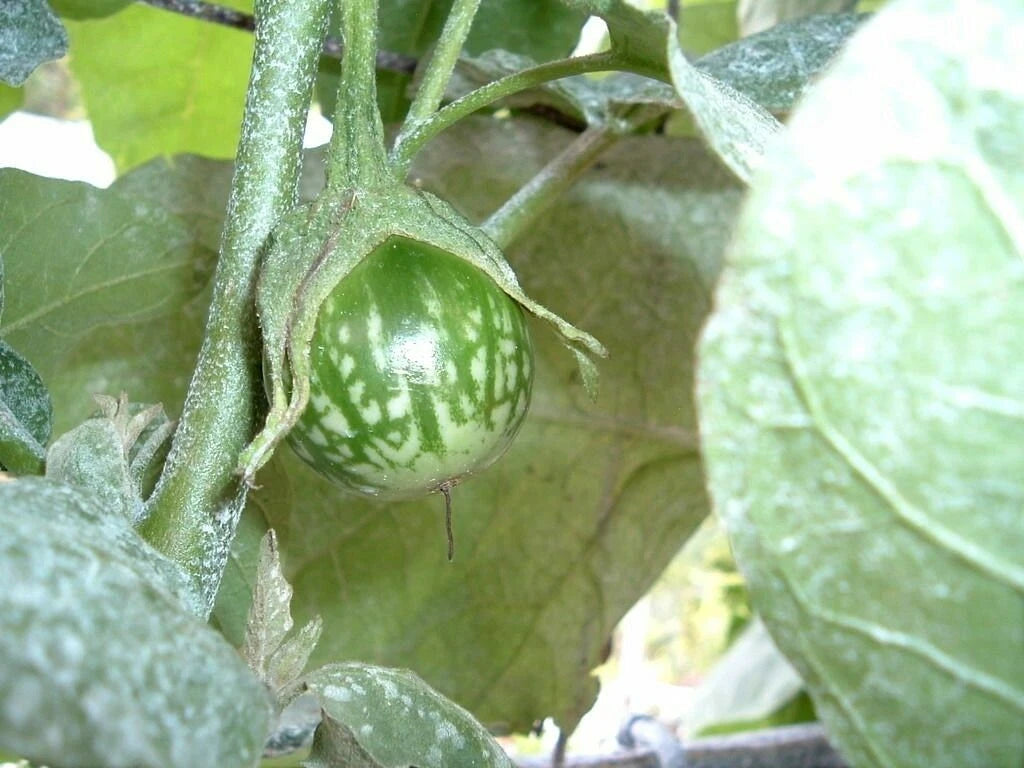 Kermit Eggplant Seeds - 20+ Seeds for Planting Round Thai Eggplant, Solanum melongena