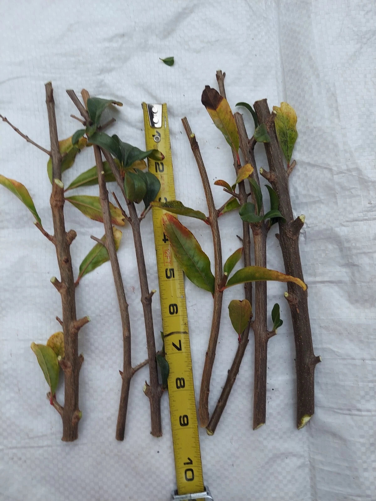 10 Rare Organic White Pomegranate Cuttings β Unrooted β Punica granatum β Easy Propagation β Unique Fruit Plant Starter