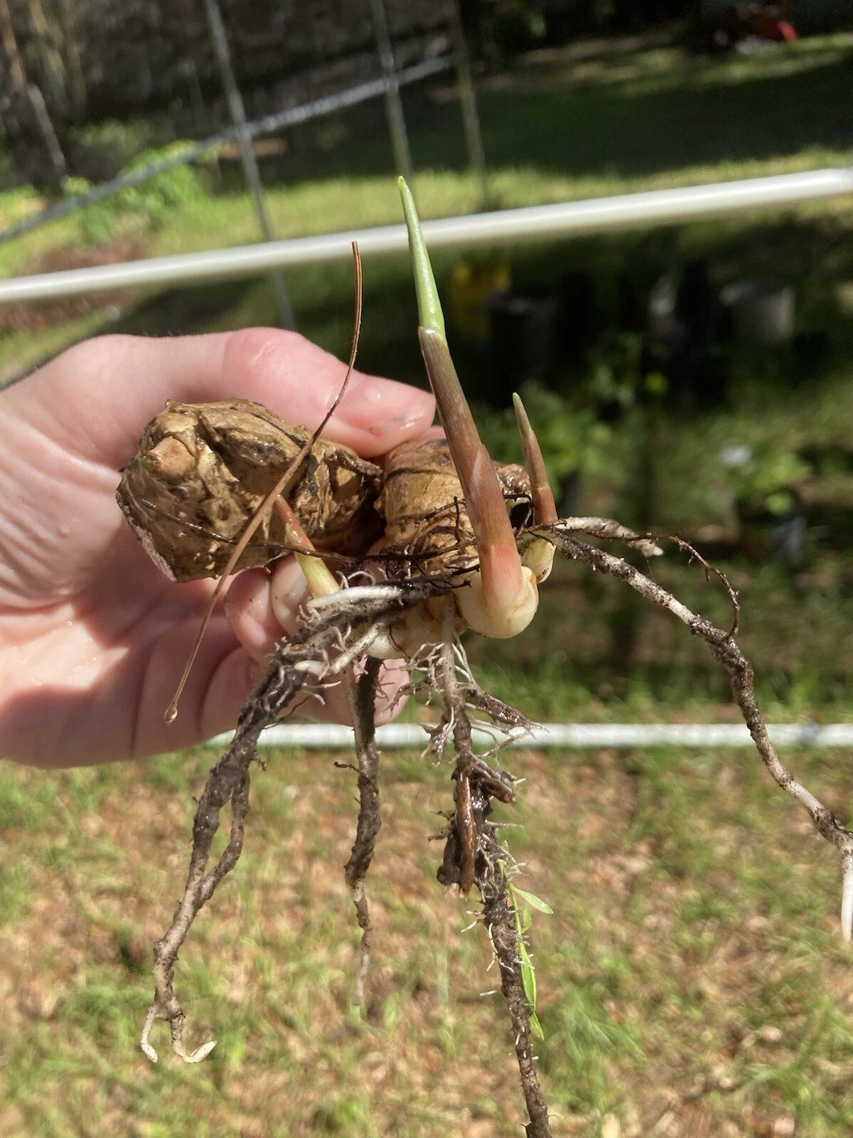6 Organic Shampoo Ginger Rhizomes | Zingiber zerumbet | Awapuhi Root Starts | Natural Hair Care | Tropical Medicinal Plant