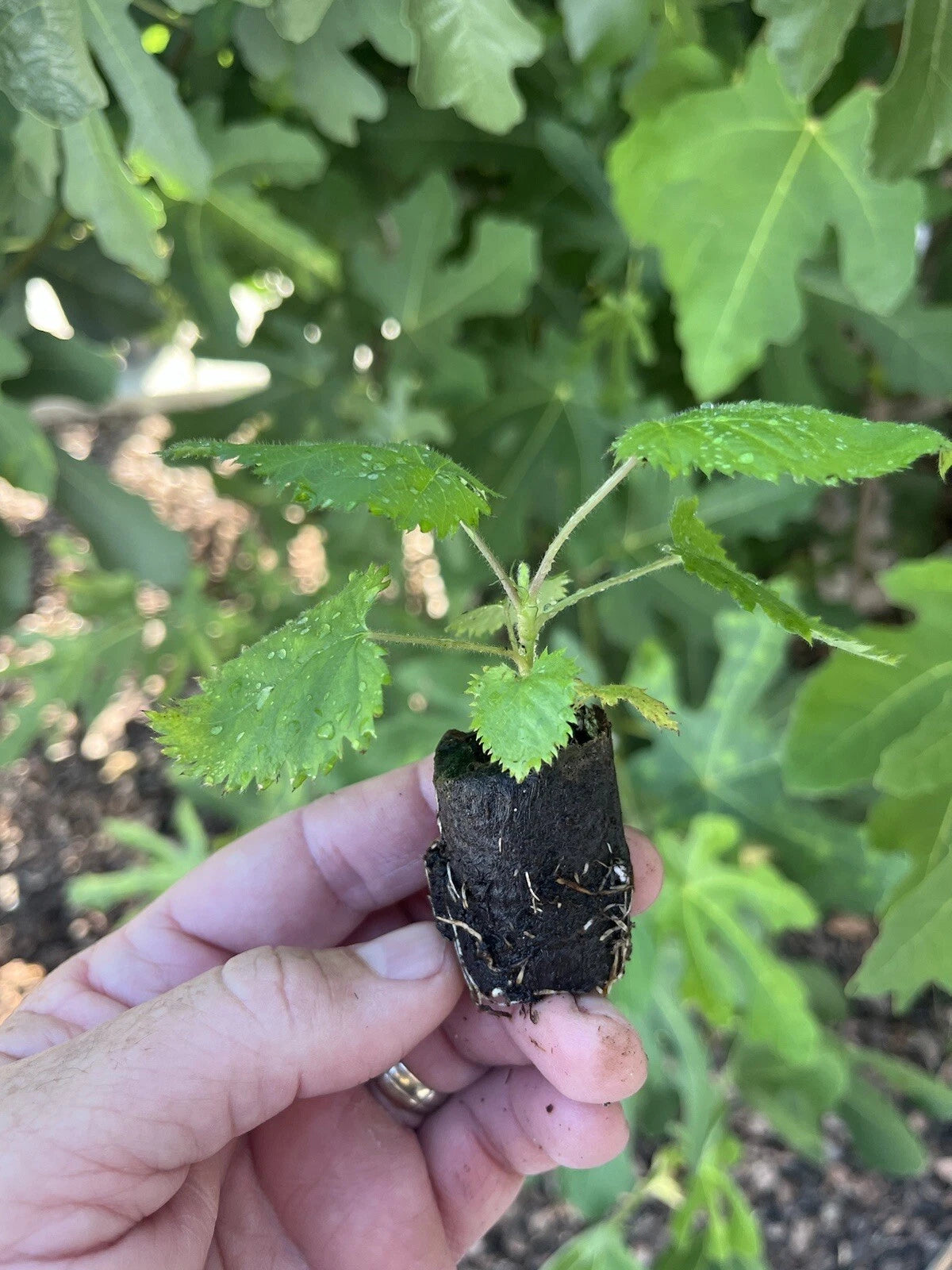 3 Big Daddy Thornless Blackberry Plants – Rubus Hybrid Bare Root Bushes | Large Sweet Berries for Garden, Patio, or Home Orchard