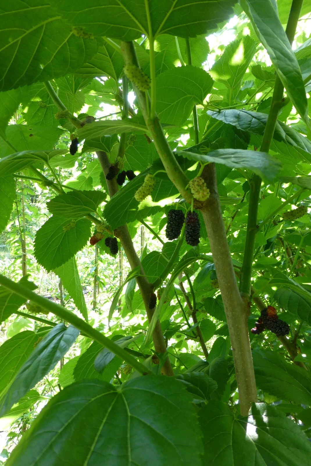5 Black Mulberry Scions Morus nigra Cuttings for Grafting Live Fruit Tree Wood Dormant Propagation Stems