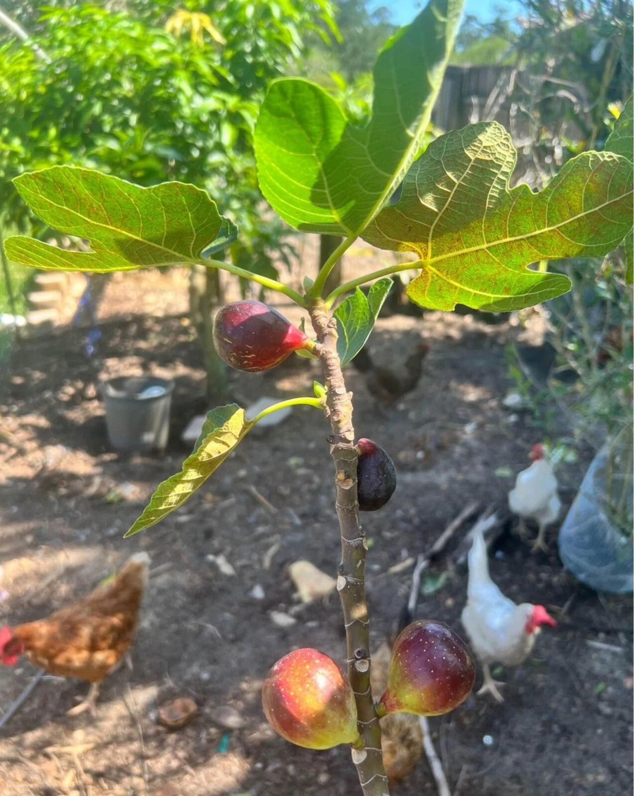LSU Purple Fig Scion Cuttings 5 Count Ficus Carica Fruit Tree Wood for Grafting Propagation