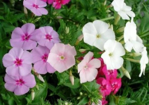 Phlox Seeds - 50 Mixed Colors - Phlox Drummondii - Fresh Annual Flower Seeds - Free Shipping