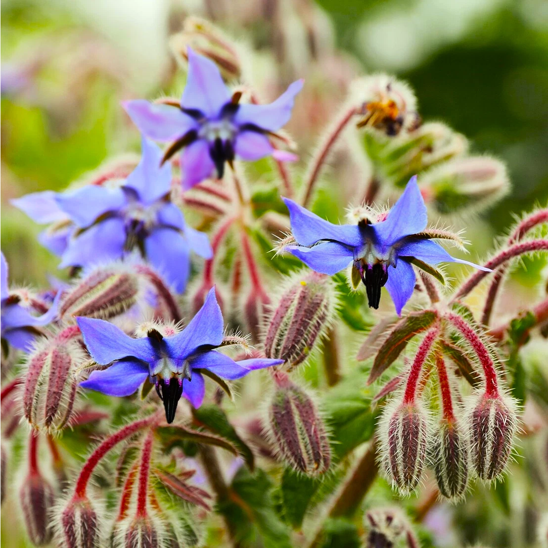 borage flower seeds Borage Seeds - Starflower Blue Purple Flower Seeds