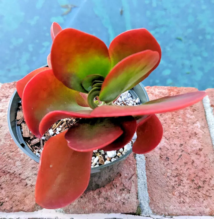 bright red succulent Kalanchoe 'Dragonfire' - 4" Pot - Bright Red Leaves