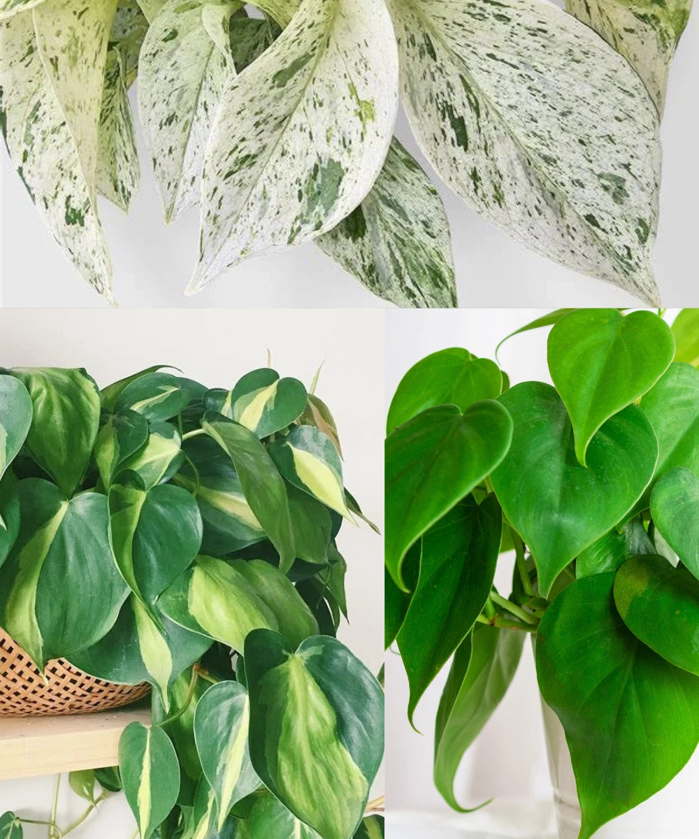 Philodendron Brazil Cuttings | Heartleaf Philodendron & Marble Queen Pothos  Cuttings