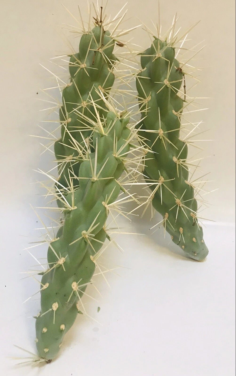 jumping cholla cactus Live Cholla Cactus Cuttings - 3 Jumping Cholla Plants - Native to Tucson,  Arizona