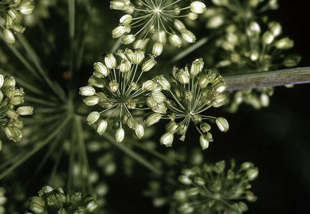 garden angelica seeds Angelica Seeds - 100 Non-GMO Seeds for Herb Garden