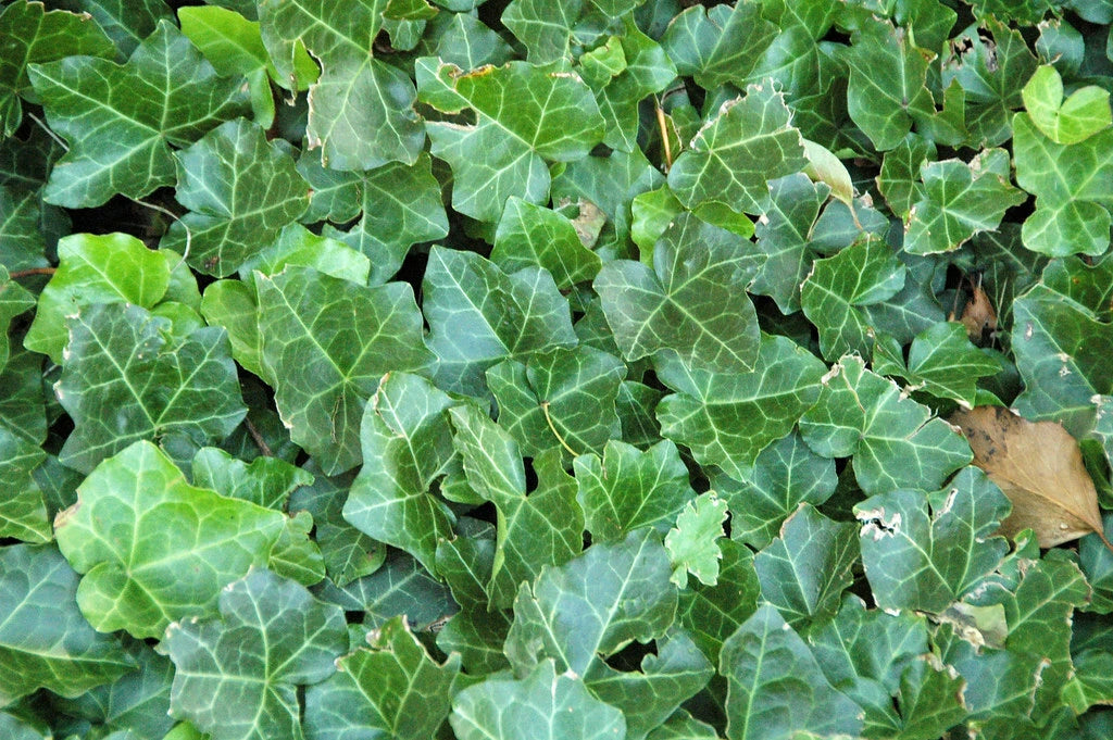English Ivy Seeds - 10 Pack - Hedera helix - Indoor/Outdoor Climbing Plant for Home Decor and Gardening