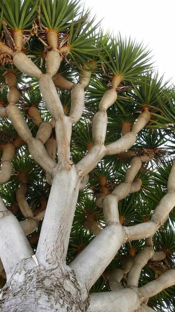 buy dracaena draco Dragon Blood Bonsai Tree Seeds - 6 Seeds - Dracaena Draco