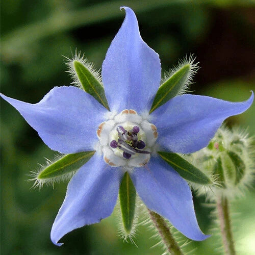 Borage Seeds | Heirloom Non-GMO Herb Seeds | Borago officinalis | Free Shipping