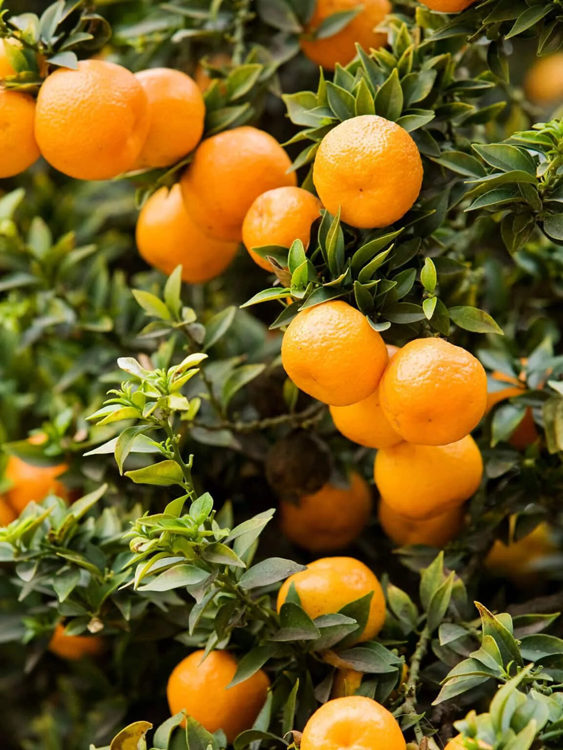 Chinotto Orange Seeds - 5+ Pack for Garden Planting - Citrus myrtifolia - Fast Shipping USA