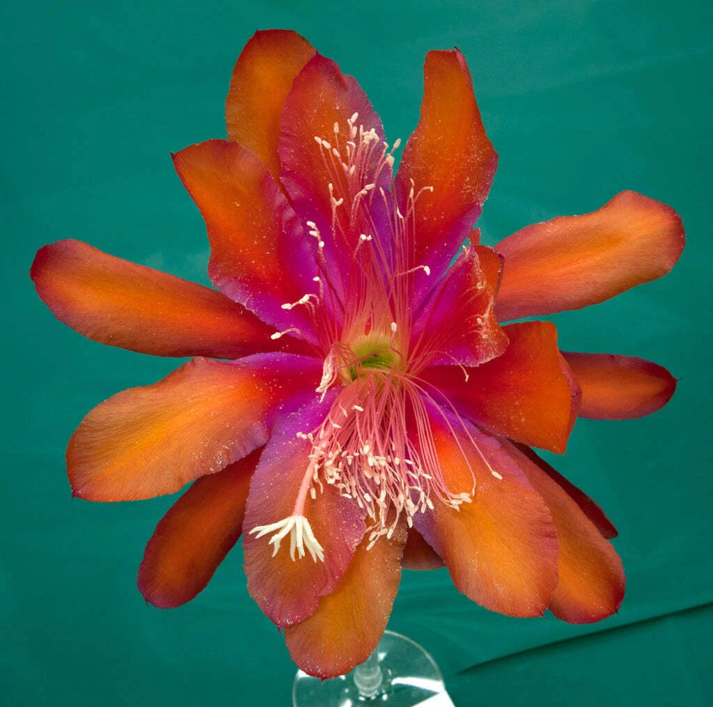 Epiphyllum Hybrid Starter Pot 4" 'Tel Star' Cactus Plant, Fully-Rooted, Exotic Flowering Succulent, Epiphyllum spp.
