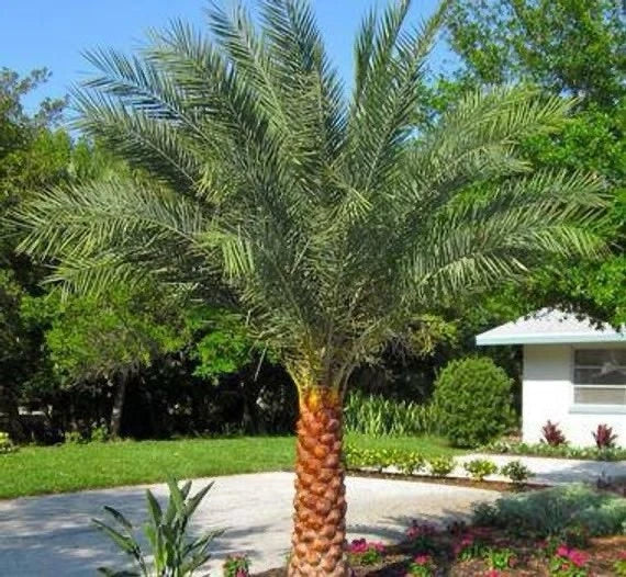 indoor plants in phoenix Slyvester Palm Bare Root 5 Inches Tall Phoenix sylvestris Indoor Plant  Tropical Decor – Jayme Garden