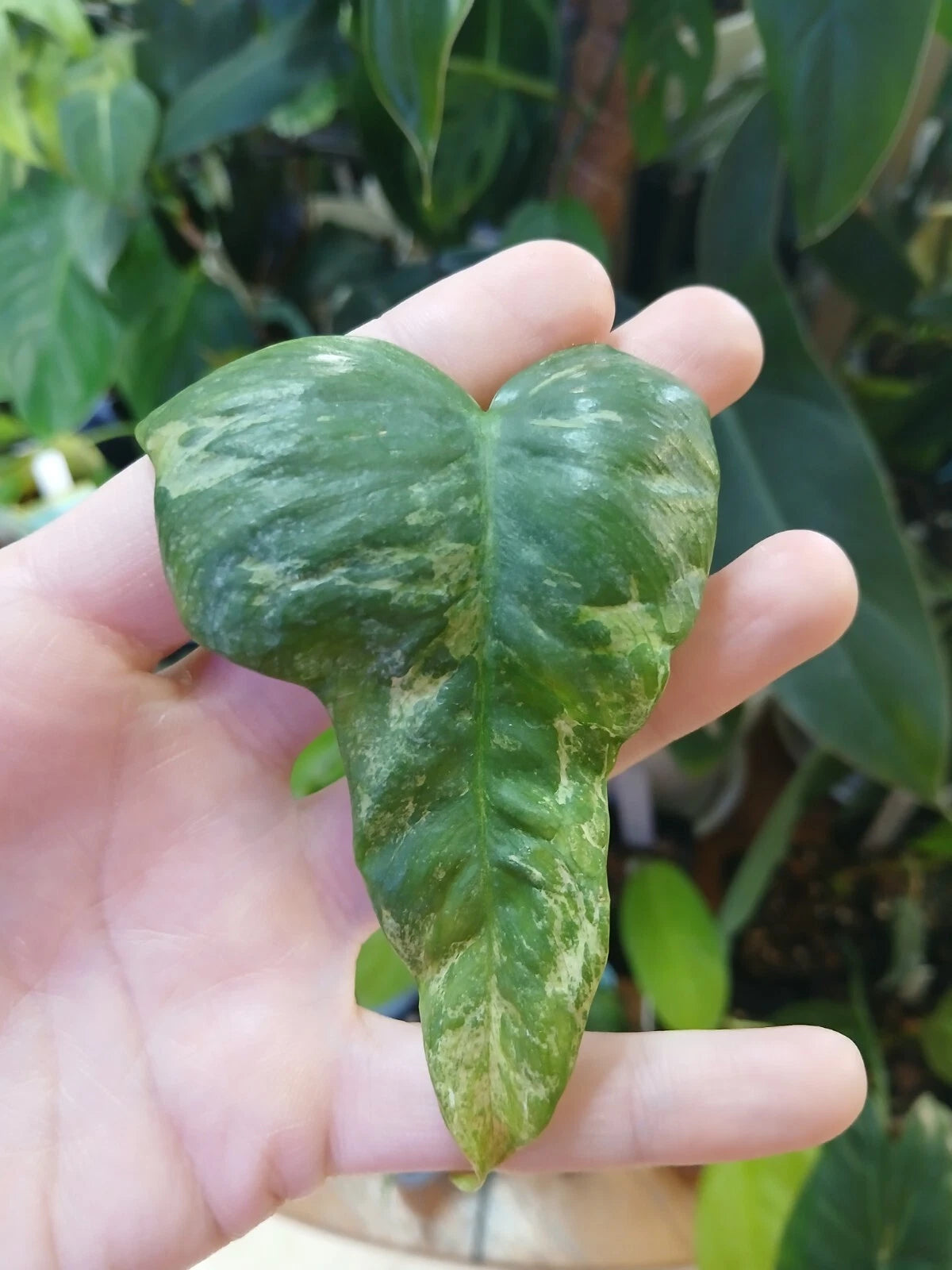 Philodendron 'Splash Gordon' Unrooted Cutting - Rare Variegated  Bipennifolium Cream