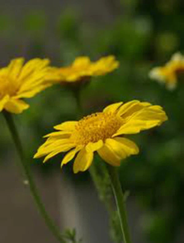 Garland Chrysanthemum Seeds, 50+ Count, Golden Yellow Blooms - Chrysanthemum coronarium