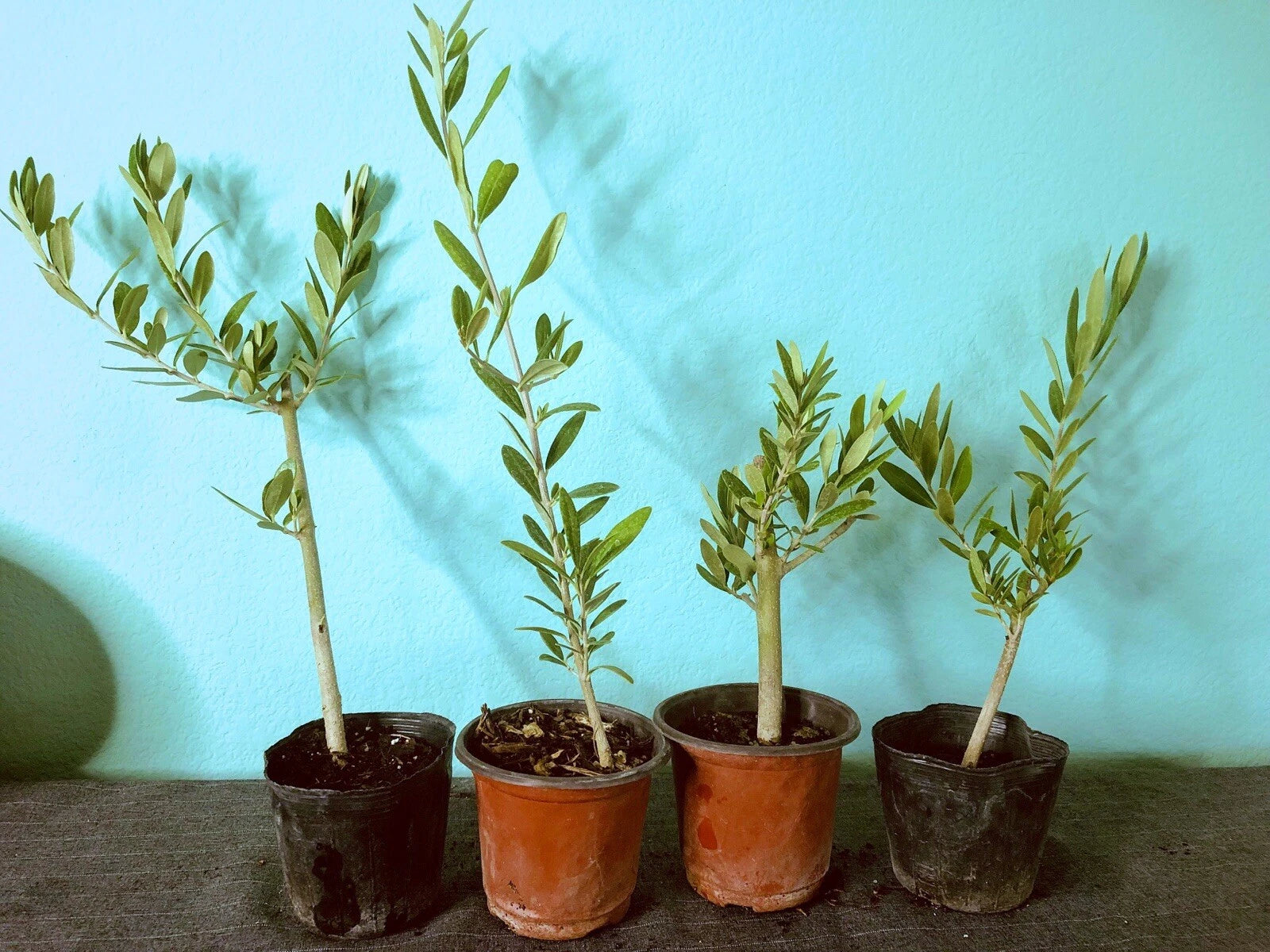 olea europaea indoor plant Olive Tree Live Plants - 6 to 12in Fully Rooted Cuttings - Olea Europaea