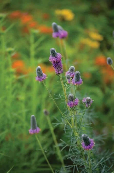 Purple Prairie Clover Seeds - 50 Seeds - Dalea purpurea - Native Wildflower for Pollinator Gardens