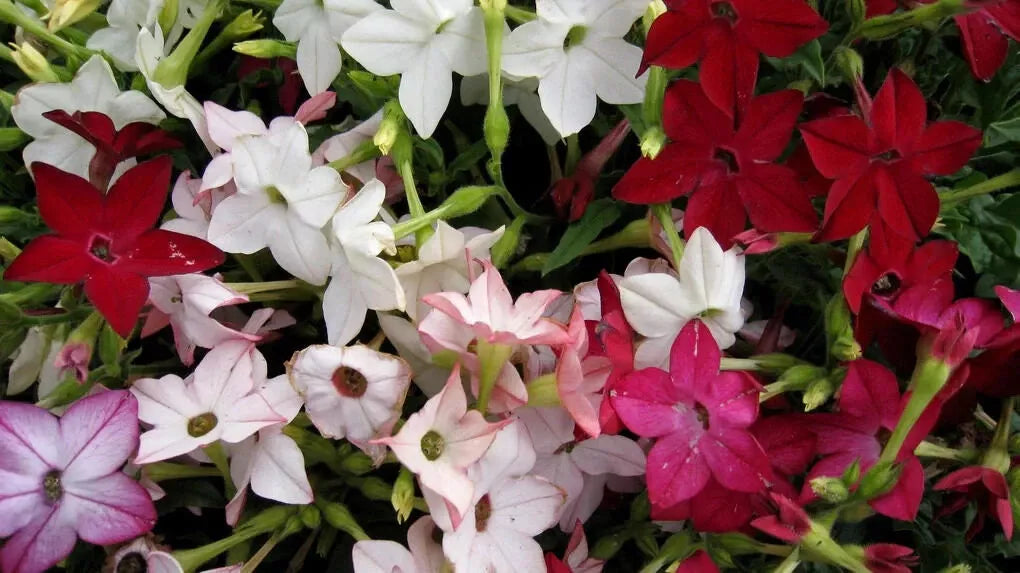 night scented tobacco Tobacco Jasmine Seeds - 1000 Count - Night Scented Fragrant