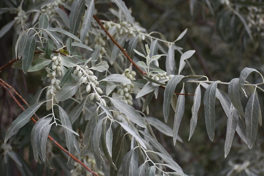 Russian Olive Tree Seeds - Elaeagnus angustifolia - Hardy Perennial Plant - Drought Tolerant, Fragrant Foliage