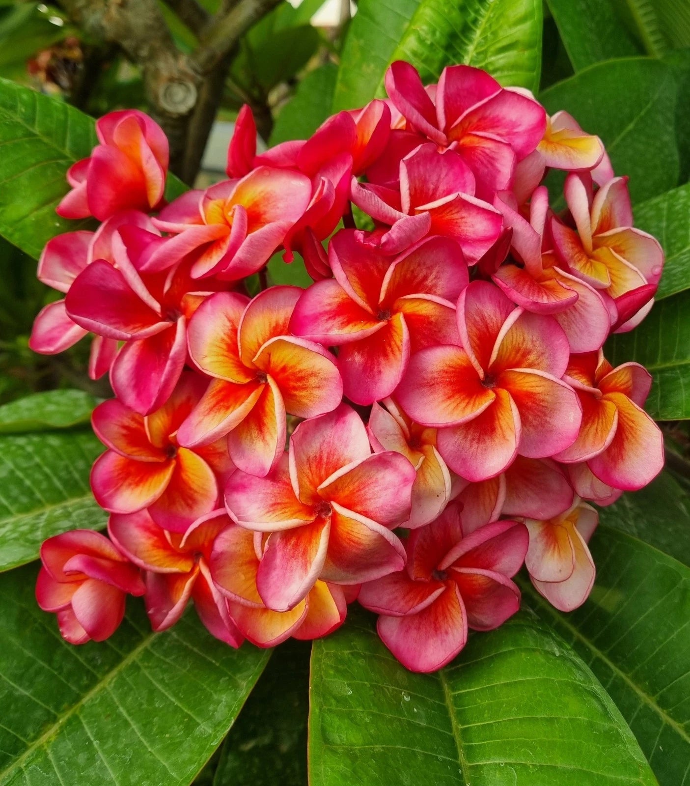 Hurricane Sunrise Plumeria Cutting - 1 Tip