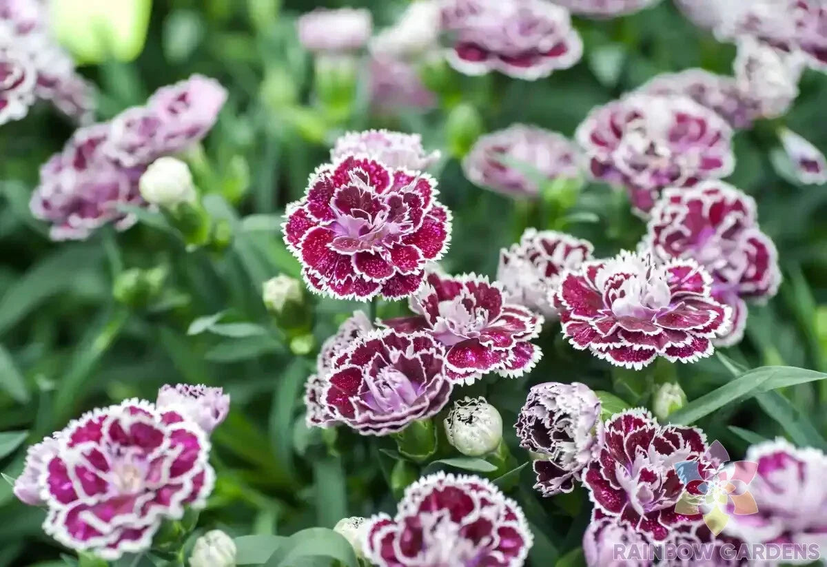 Coconut Punch Carnation Seeds - 200+ Premium Seeds for Garden Planting -  Dianthus caryophyllus