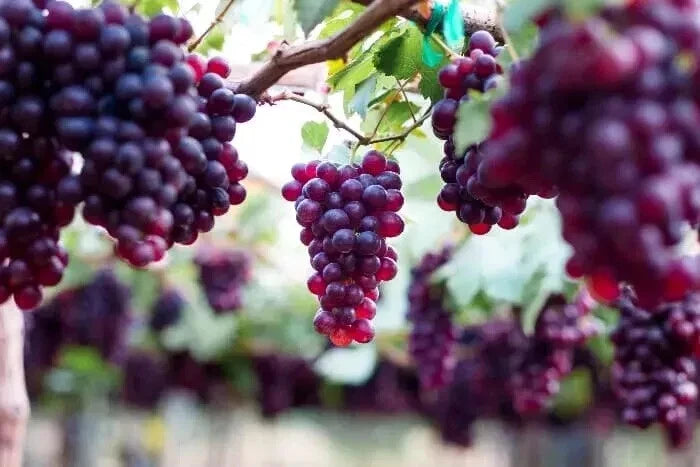 Sweet Red Grape Seeds - 20 Count - Vitis vinifera - USA Seller - 2024 Harvest