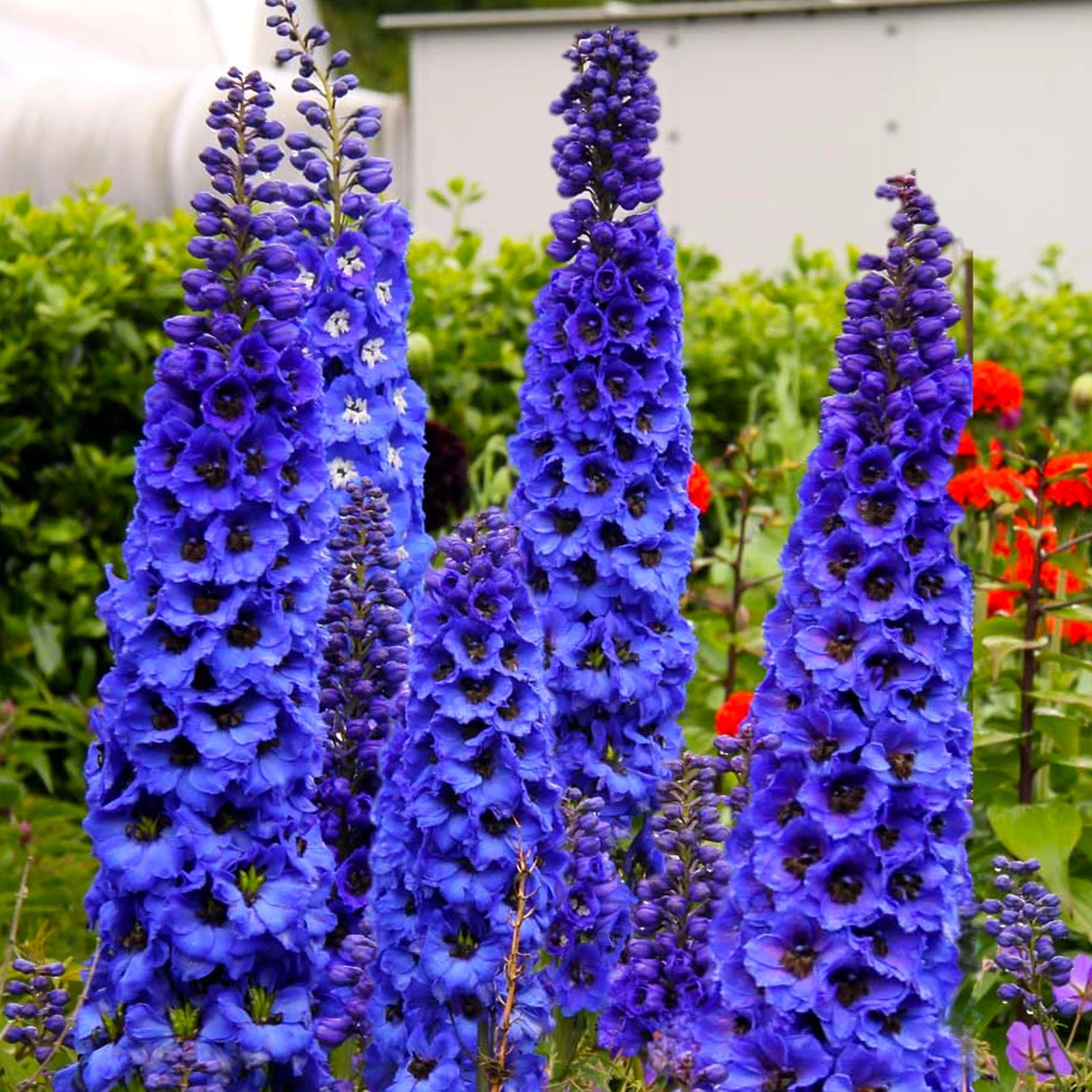 Royal Blue Spire Larkspur Seeds Cobalt Delphinium Annual Flower Royal Blue Spire Larkspur Seeds Cobalt Delphinium Annual Flower