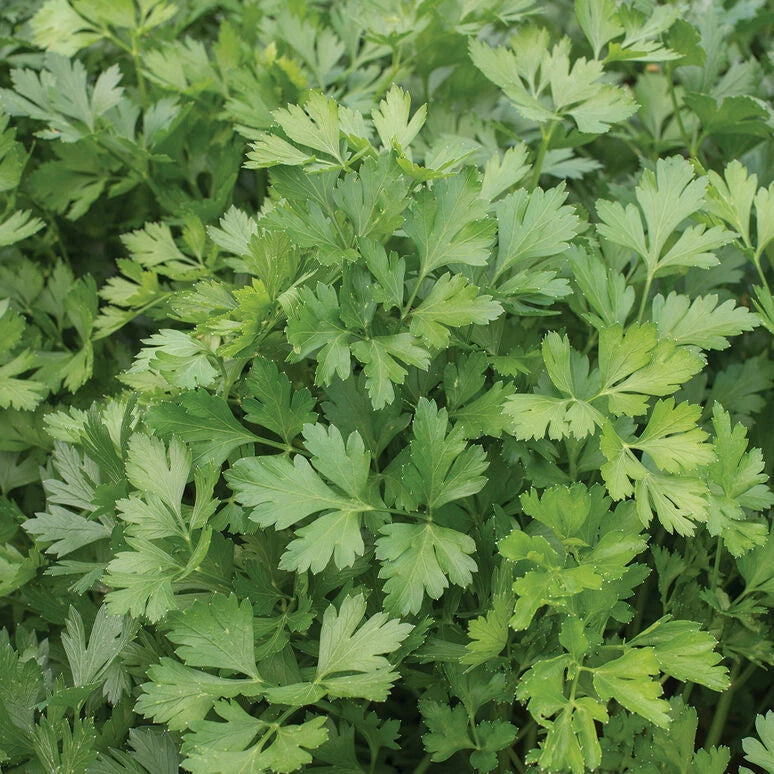 Italian Giant Parsley Seeds - 2000 Non-GMO Heirloom Seeds for Gardening - Petroselinum crispum