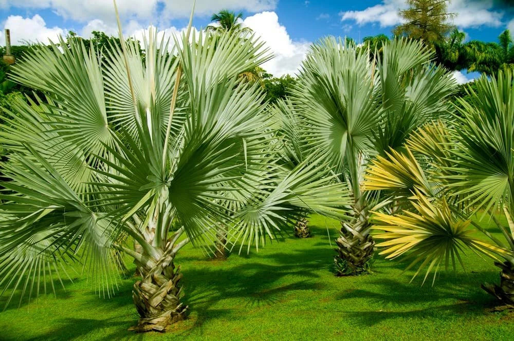 mexican fan palm plant Mexican Fan Palm Tree Seeds