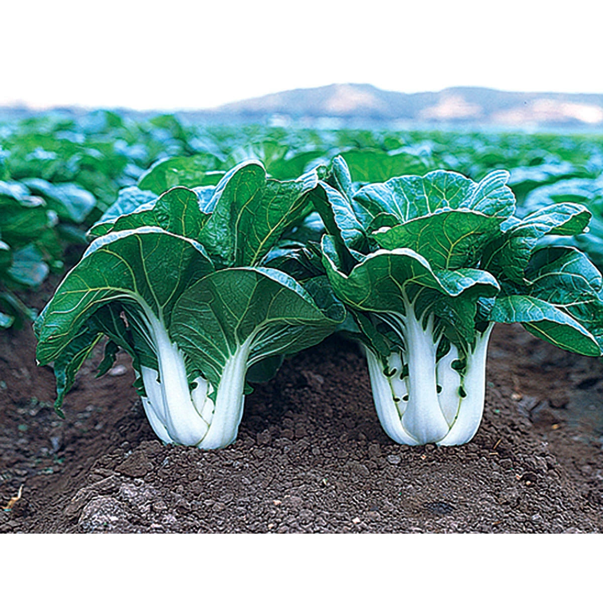 Chinese Cabbage Seeds - Joi Choi Variety - Heirloom Vegetable Seeds - Brassica rapa subsp. pekinensis