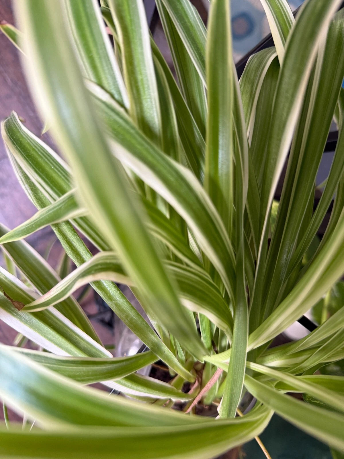 Variegated Spider Plant Babies - 2 Pack - Easy Care Houseplants