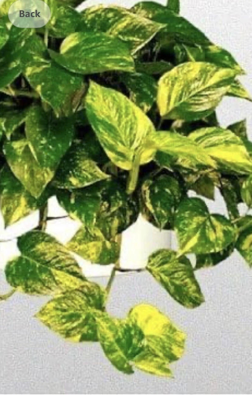 4 inch golden pothos Golden Pothos Plant - Well Rooted - 4 Inch Pot