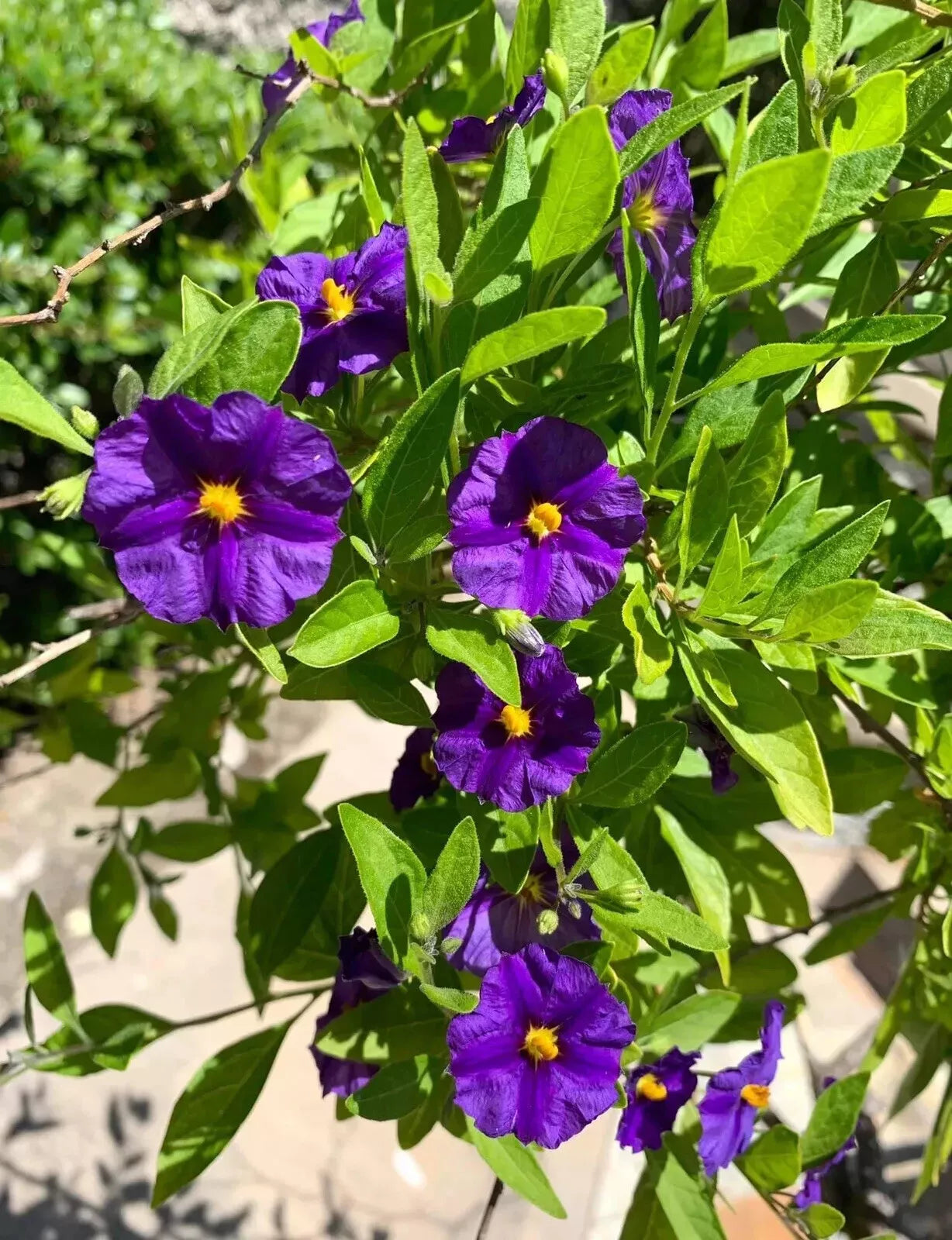 Lycianthes rantonnetii Potato Bush - 10 Stems 4-6 Inches - Fresh Cut Flowers - USA Seller