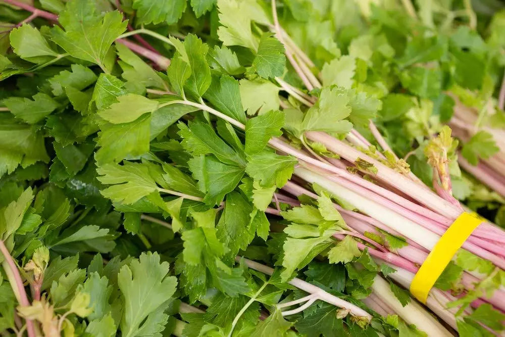 50 Heirloom Pink Celery Seeds, Chinese Variety, Non-GMO, Apium graveolens, Organic Gardening