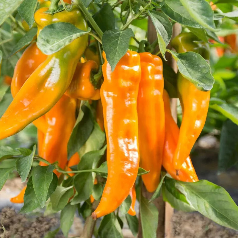 Golden Treasure Sweet F1 Pepper Seeds - 30 Non-GMO Seeds - Capsicum annuum - Yellow Fruits for Frying and Fresh Eating