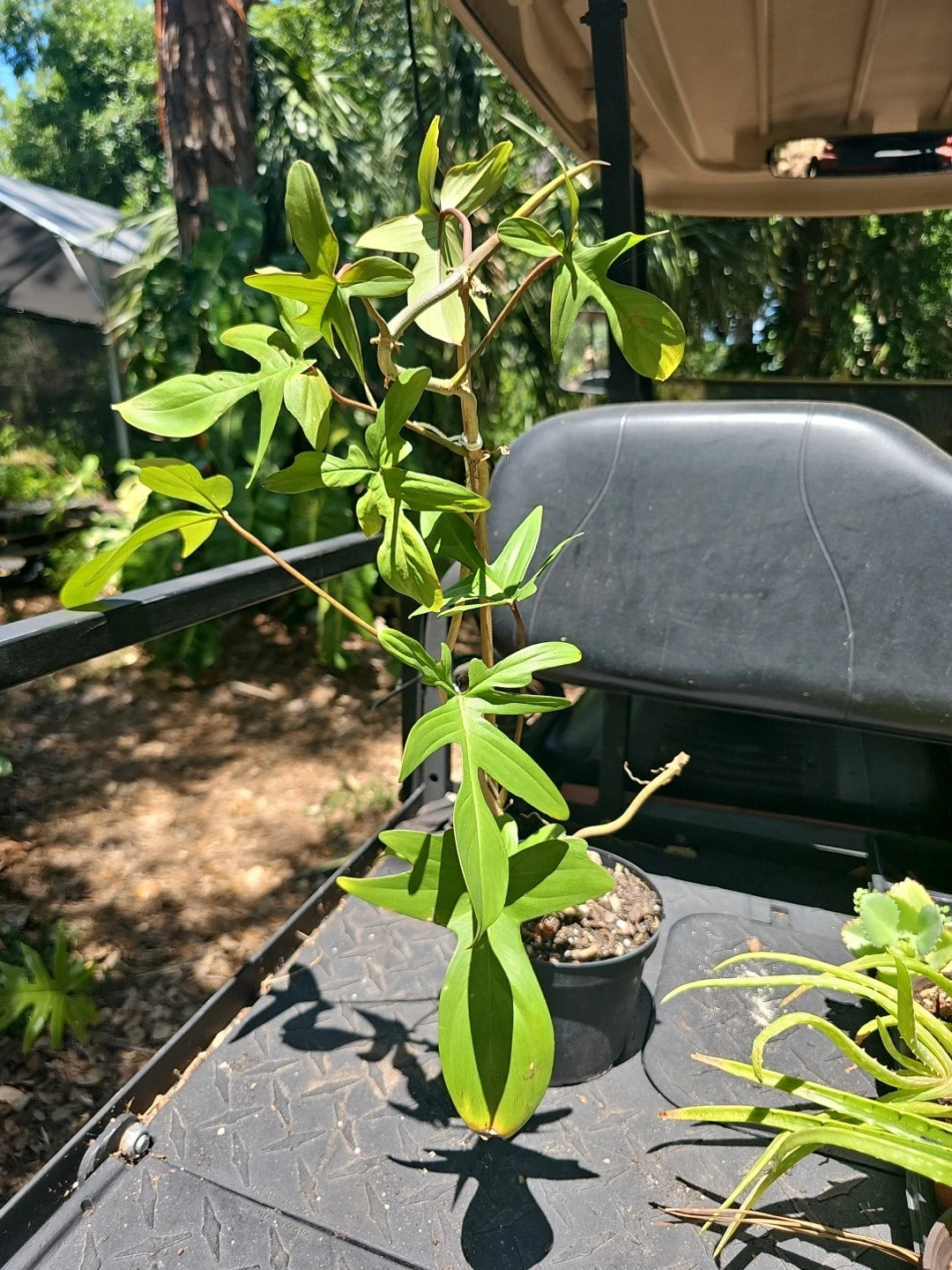 philodendron florida red stem XL Philodendron Florida Red Stem Plant - 10 Leaves