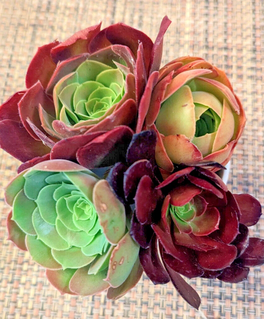 Aeonium Cuttings Set of 4 - 2" Diameter - Succulent Variety - Perfect for Plant Lovers - (Aeonium spp.)