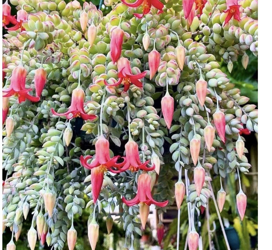 Cotyledon Pendens Succulent with Pink Flowers, Naked Root Plant, No Pot, Unique Indoor Decor