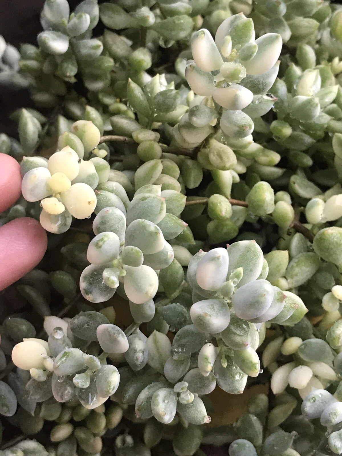 rare succulent cuttings Echeveria Cuttings 4” Variegated Cotyledon Pendens Rare Succulent Plant –  Jayme Garden