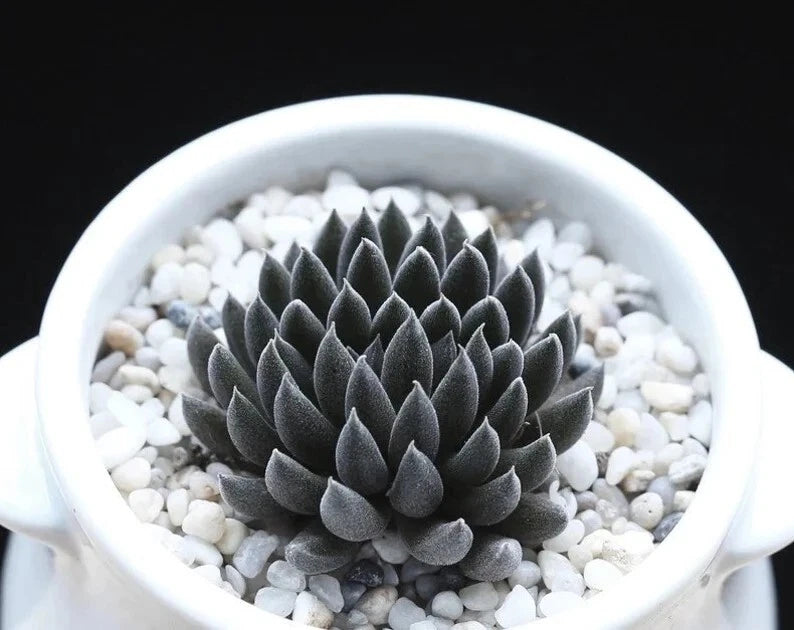 Rare Succulent Seeds - 100Pcs Pack - Sinocrassula Yunnanensis