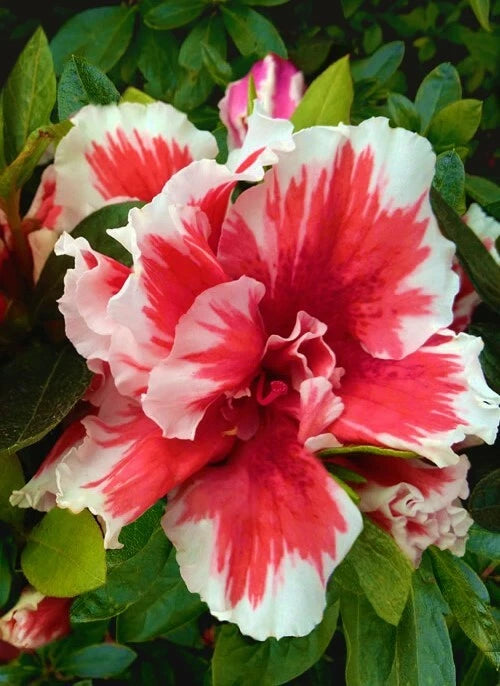 Azalea Starter Plant - Red & White Bi-Color - Rhododendron Deciduous