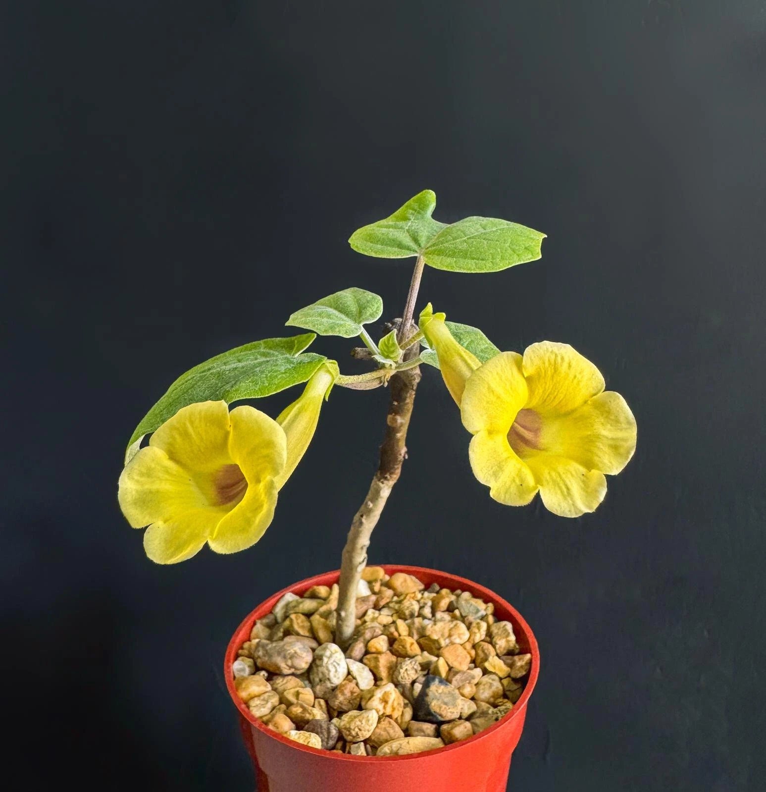 Uncarina Ankaranensis 4