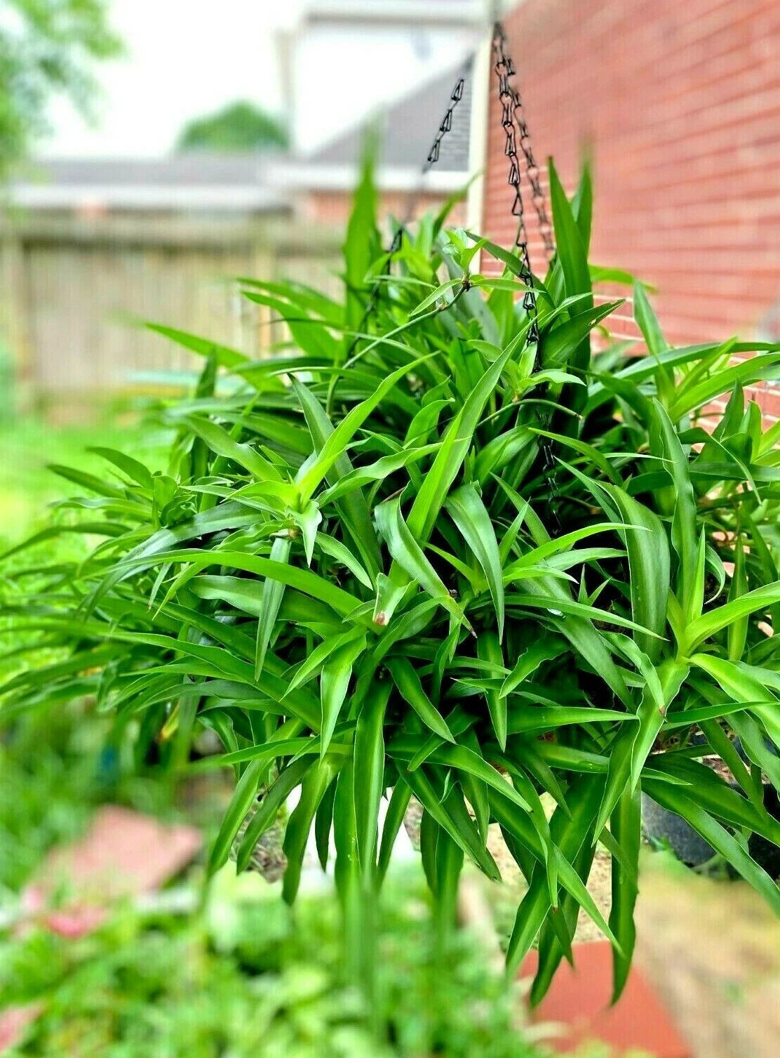 spider plant basket Spider Plant Hanging Basket - Six Rooted Green Air Purifying Plants