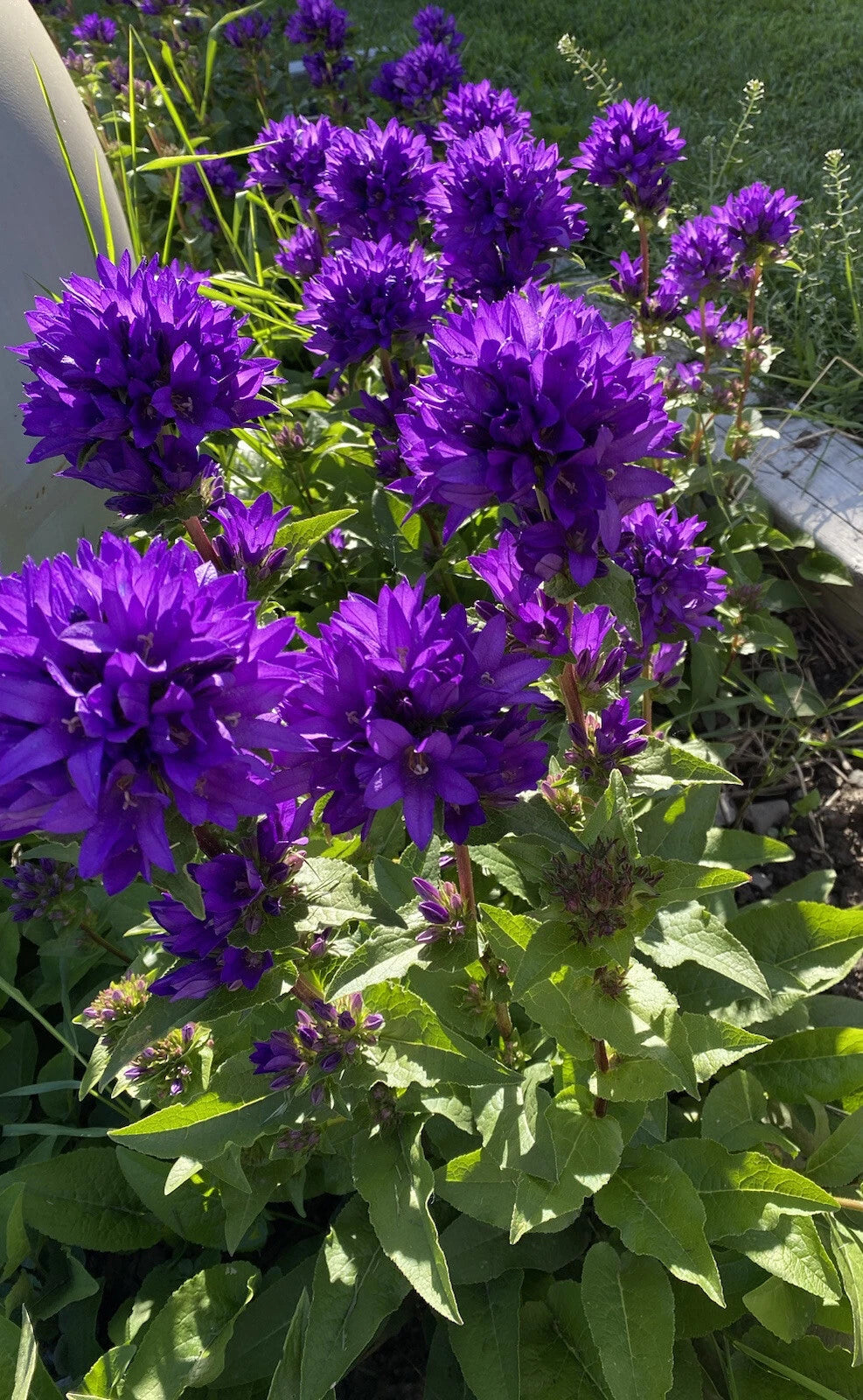Bare Root Purple Bellflower Plants - Campanula Superba Glomerata - 5 Pack for Immediate Planting