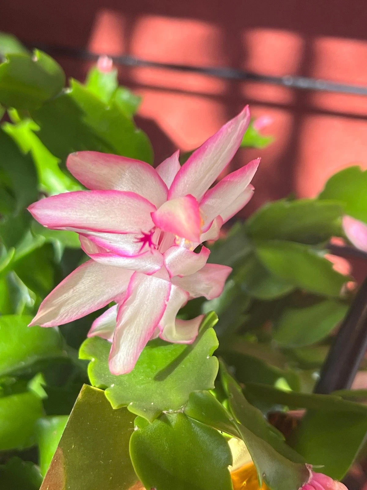 Thanksgiving/Christmas Cactus Cuttings