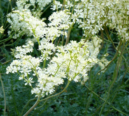 Filipendula vulgaris Seeds - 25 Count, Common Meadow Sweet, Hexapetala, Perennial Herb for Garden or Landscape