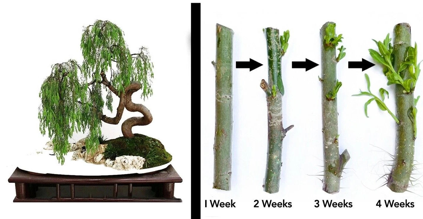 Dragon Bonsai Cutting Starts - Weeping Willow Tree - Thick Trunk Dwarf - Salix Babylonica