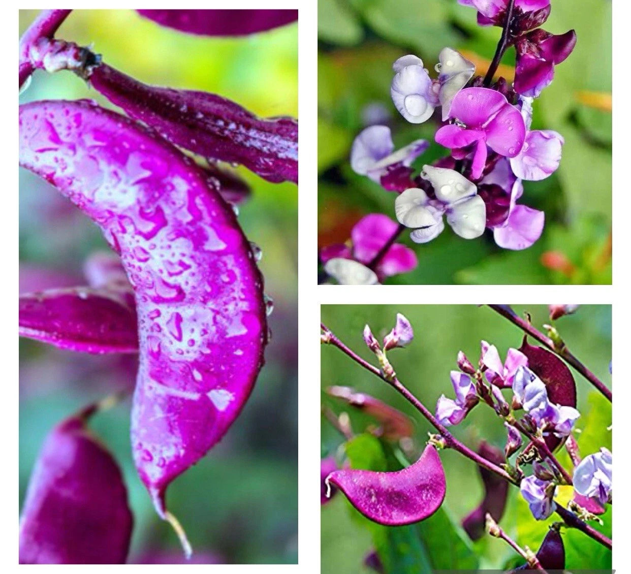 purple moon flower seeds Hyacinth Bean Seeds - 10+ Heirloom Purple Moon