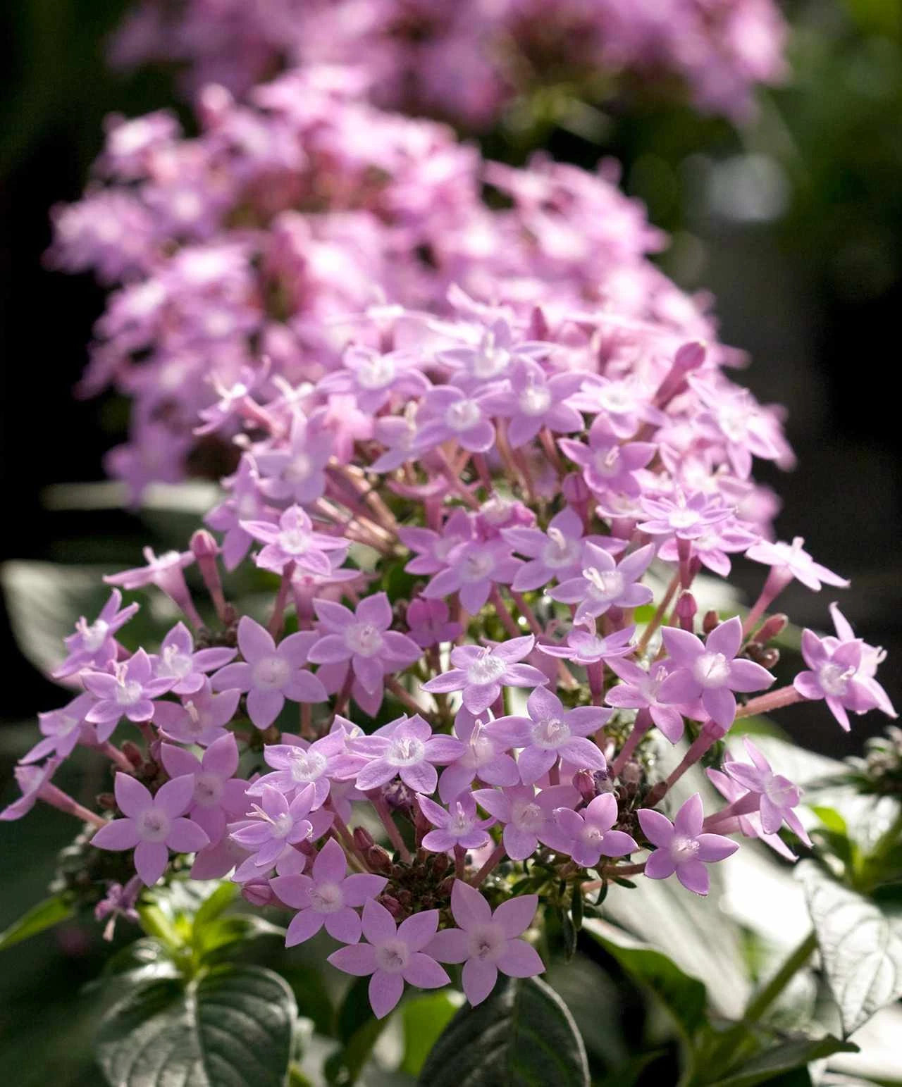 pentas lavender plant Pentas Seeds 500 Count Northern Lights Lavender (Pentas)